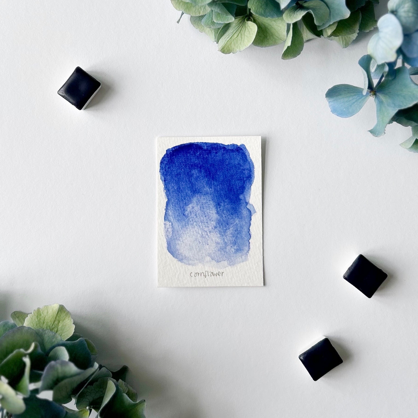 Cornflower