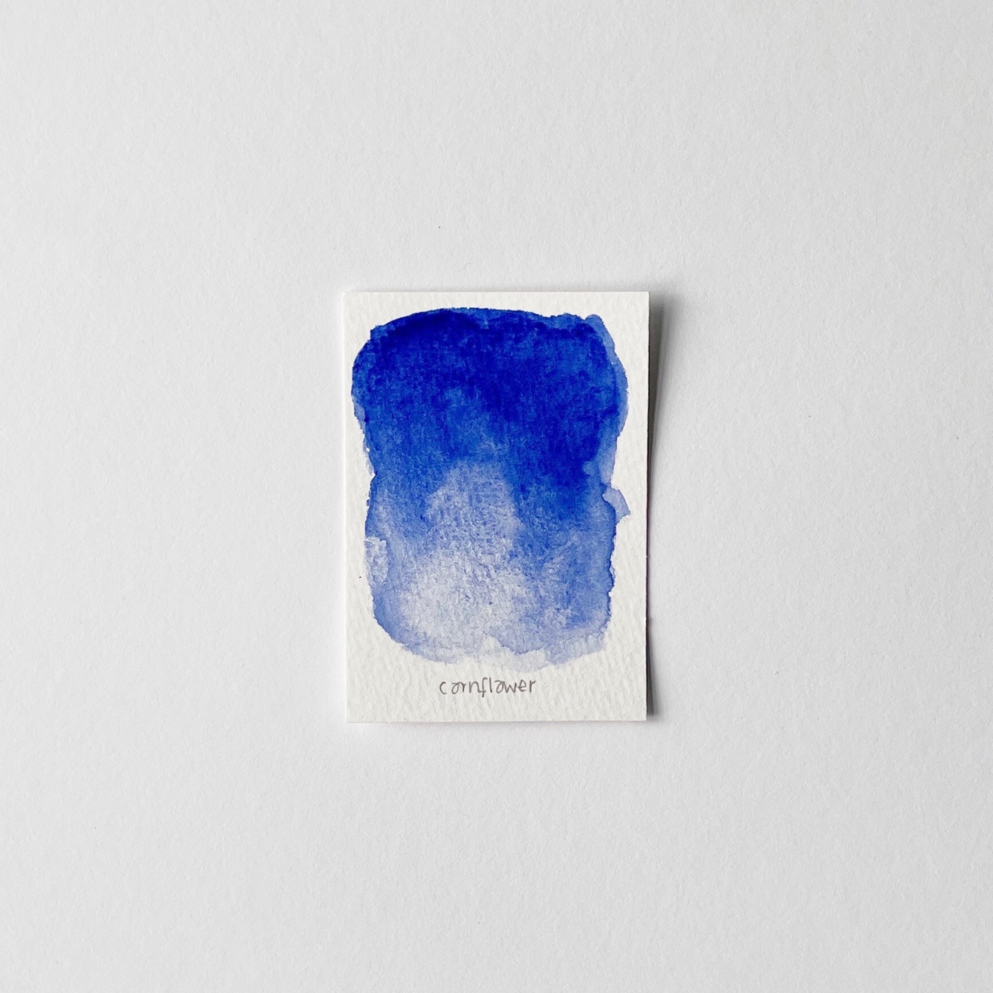 Cornflower