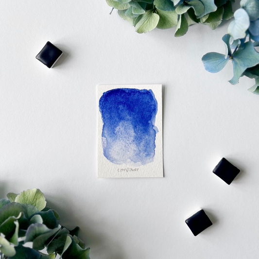 Cornflower